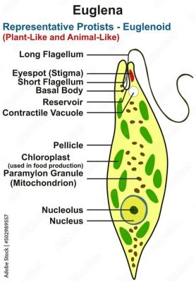  エウグリナ：単細胞生物の驚異！フラゲラで水の中を優雅に漂う謎多き存在