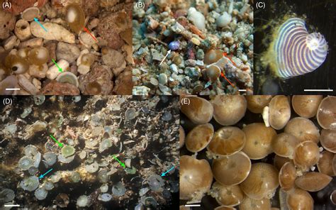  フォーラミニフェラ：水中の宝石のように輝く、鮮やかな微生物の世界へようこそ！