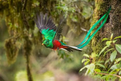  ジェイコブハッカ！南米の山岳地帯を支配する、鮮やかな羽を持つ鳥は一体何？