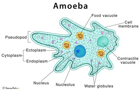   Komodomyces! A Tiny Amoeboid Fungivore That Eats Its Way Through Decay