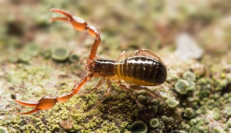   pseudoscorpion  -  その小さな体には、驚きの捕食戦略と驚くべき進化の歴史が隠されています！