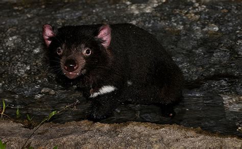  タスマニアデビル、夜行性の肉食動物で知られる独特の鳴き声を持つ奇妙な生き物！