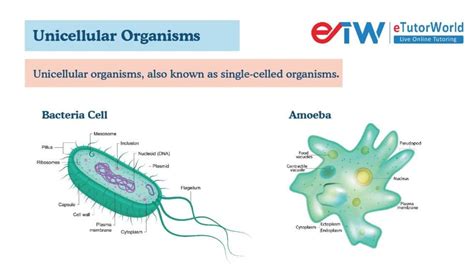  ウロプラズマ、単細胞生物の驚くべき世界を探検！ 